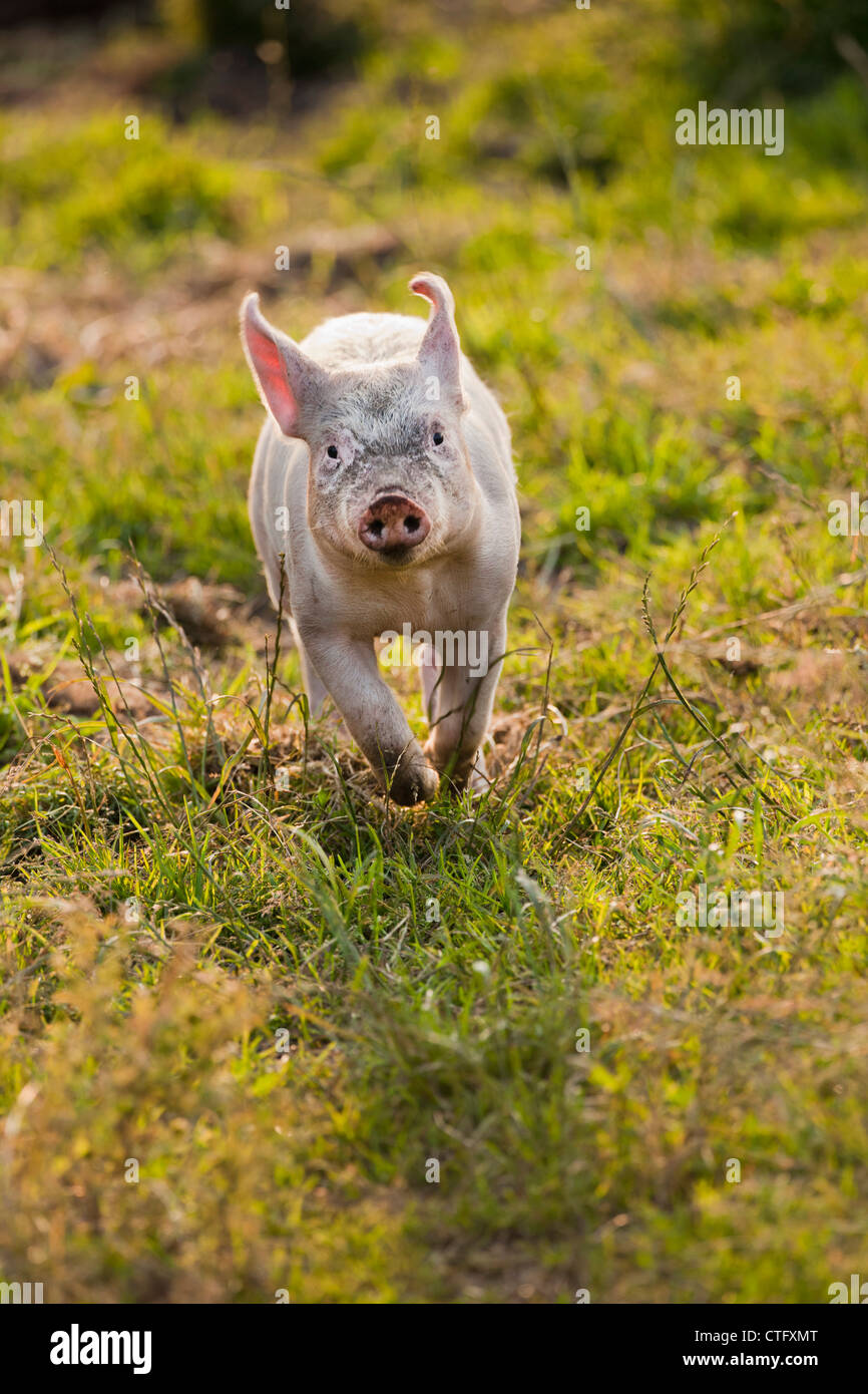 Die Niederlande, Kortenhoef, Schweine. Ferkel. Stockfoto