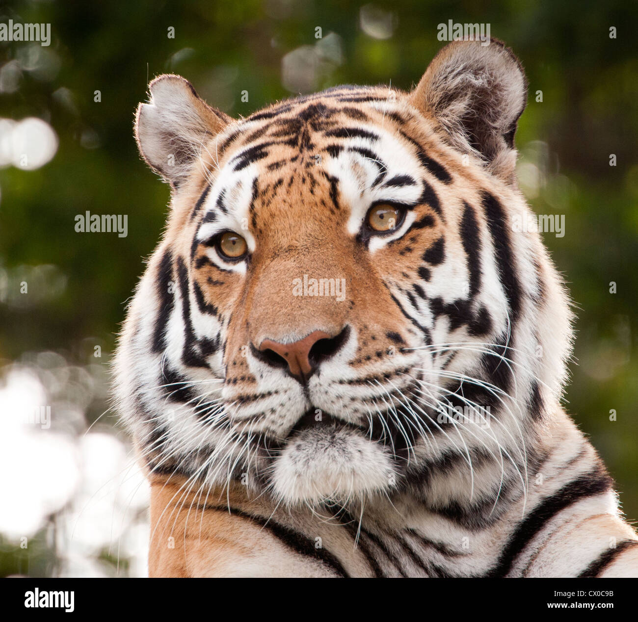 Männliche Amur-tiger Stockfoto