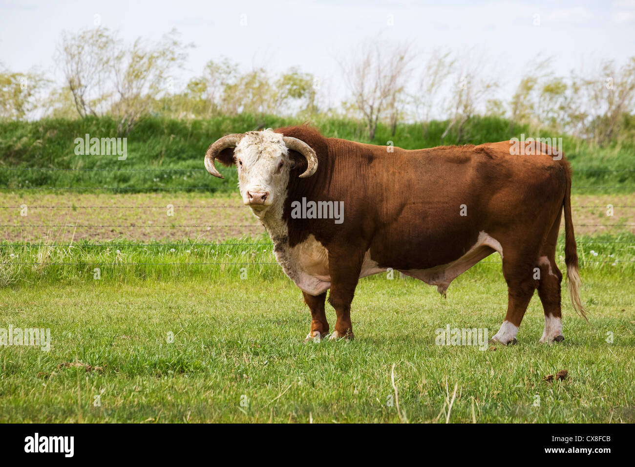 Eine Bulle Kuh mit Hörnern In einer Wiese; Brooks Alberta Kanada Stockfoto