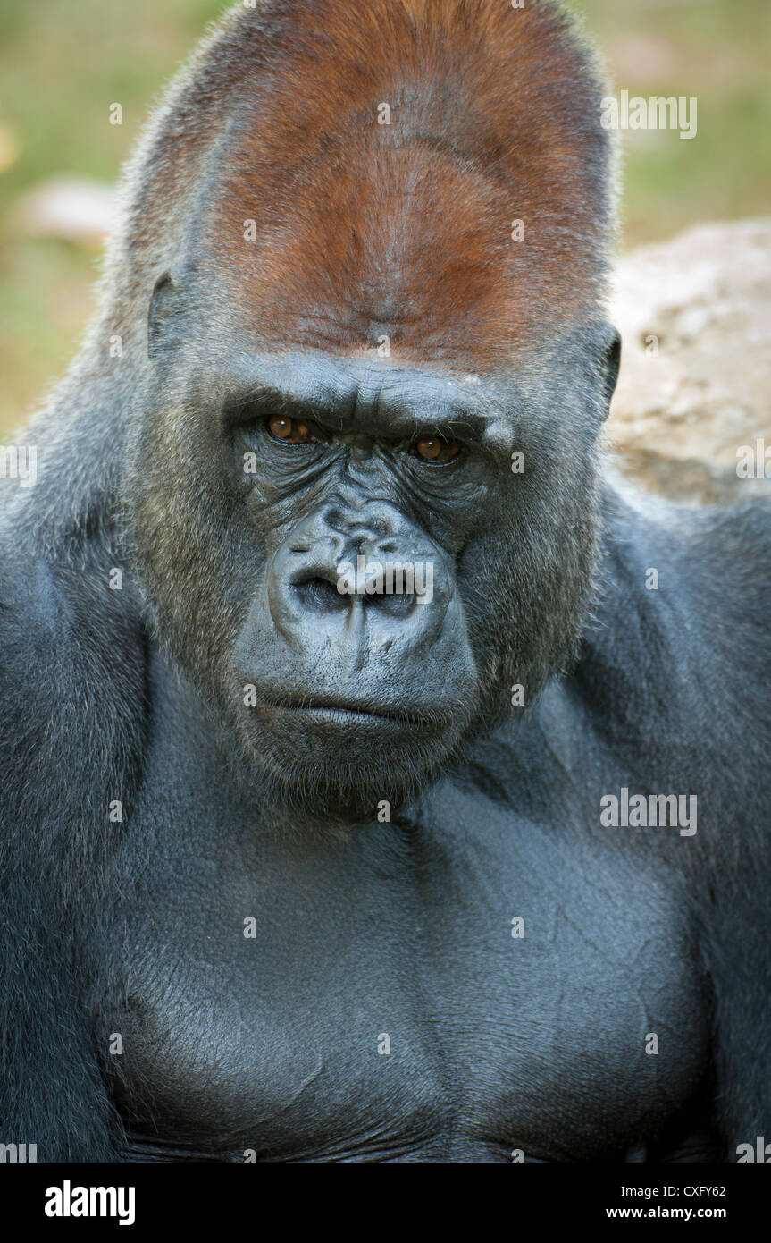 Ruhig Gorilla Stockfoto