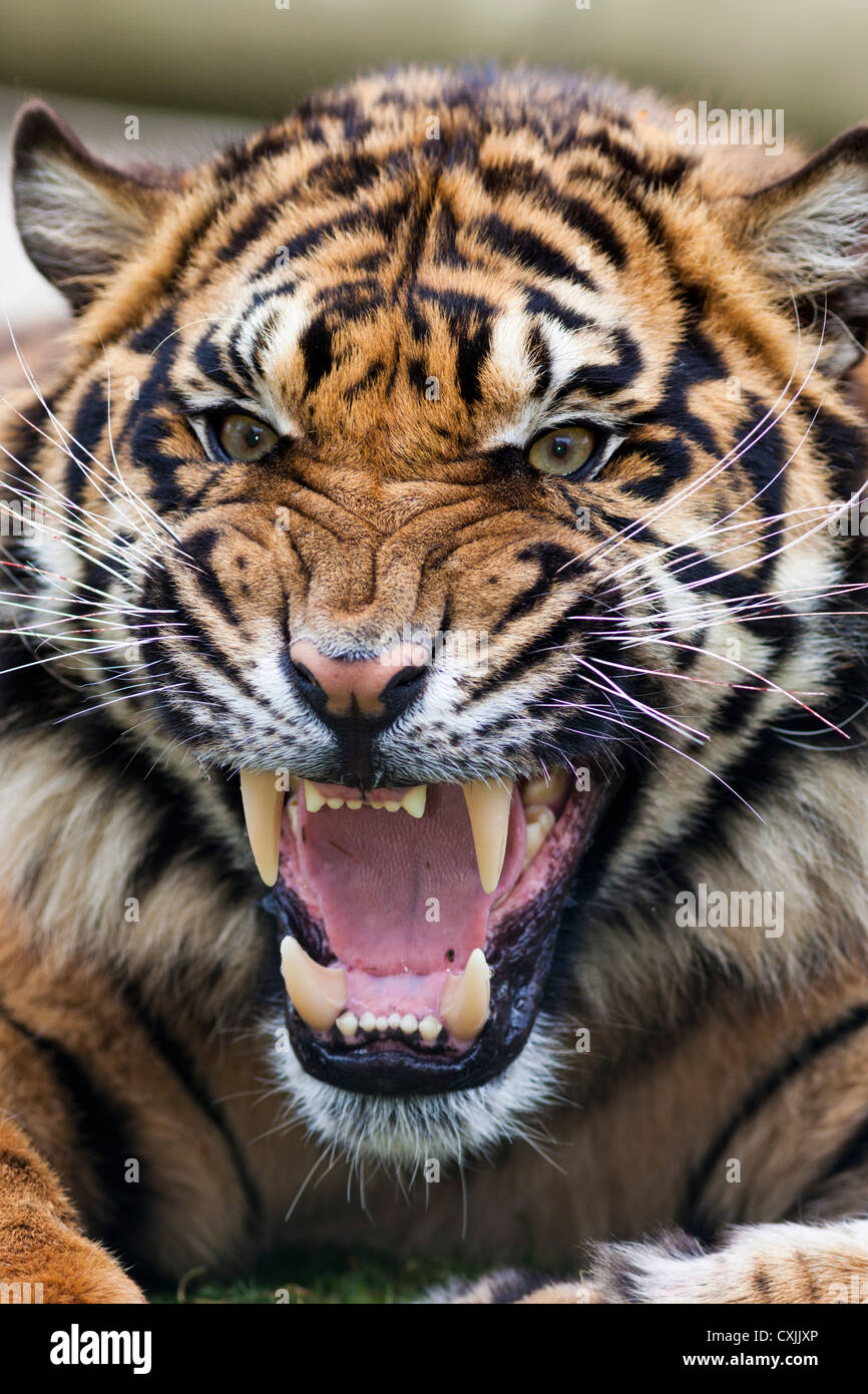 Tiger, Knurren Stockfoto