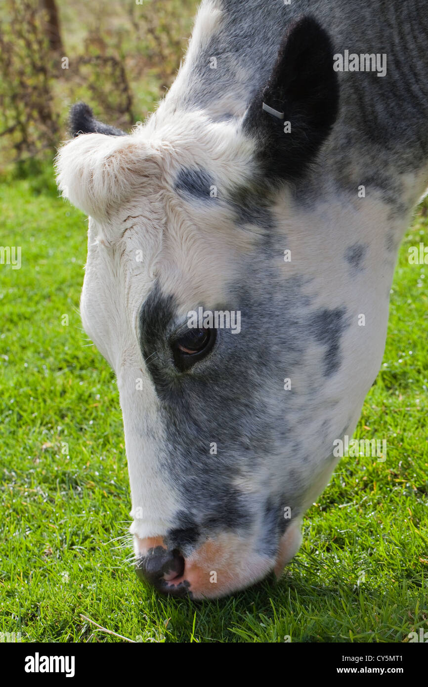 Belgische blaue Kuh (Bos taurus). Die beweidung. Stockfoto