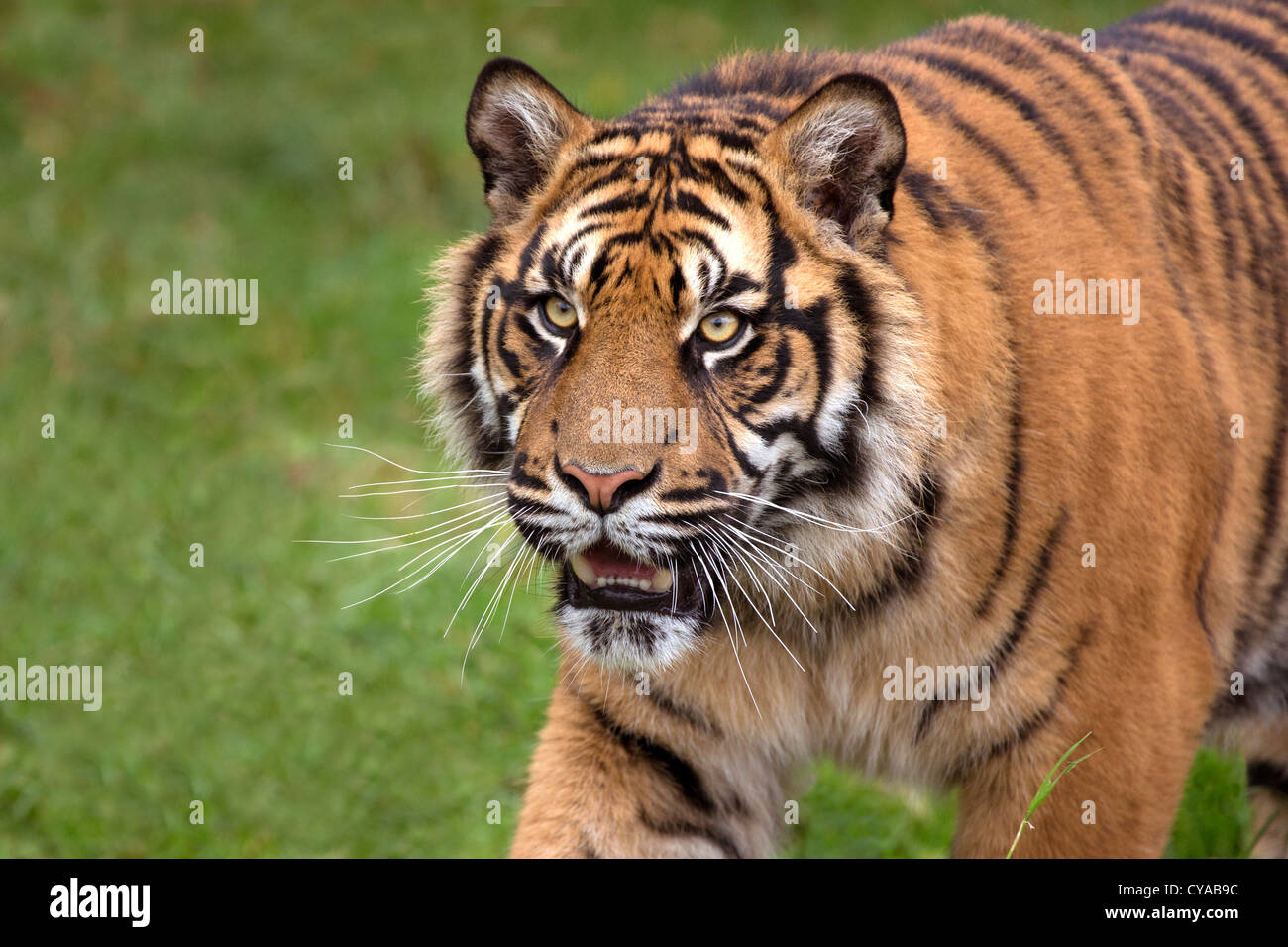 Sumatra-Tiger Stockfoto