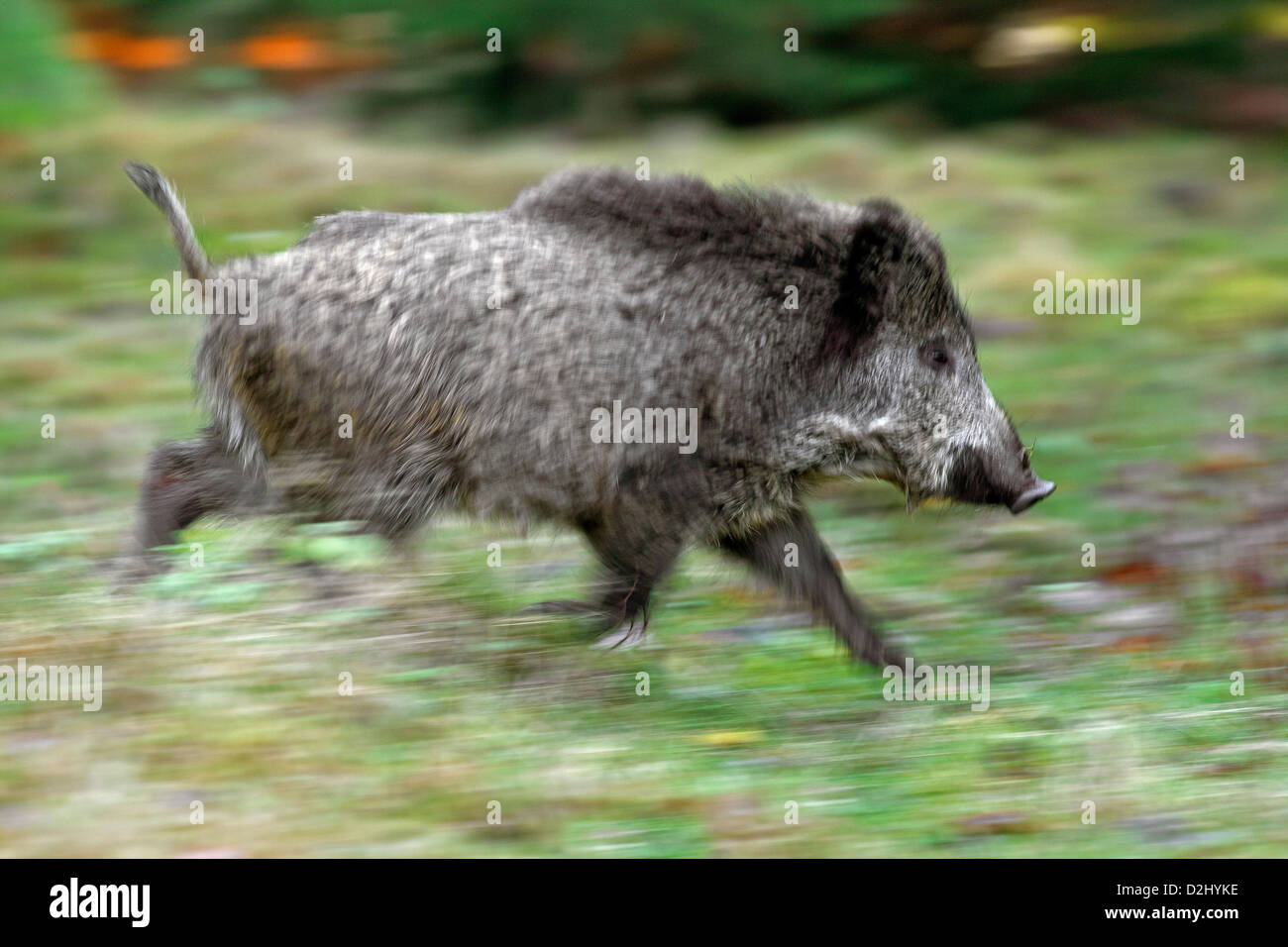 Bewegung verwischt Wildschwein (Sus Scrofa) juvenile laufen im Wald im Herbst, Deutschland Stockfoto