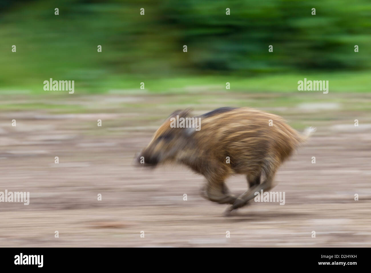 Bewegung verwischt Bild vom Wildschwein (Sus Scrofa) Ferkel in Wald laufen im Frühjahr, Deutschland Stockfoto