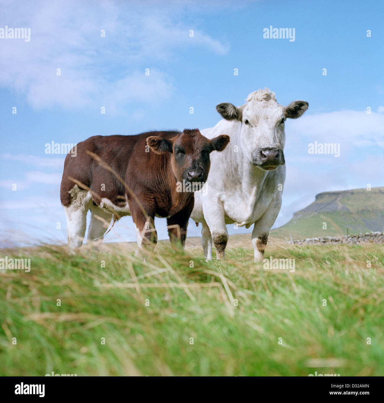 Belgian Blue Kuh und Kalb im Feld absetzen, North Yorkshire, England Stockfoto