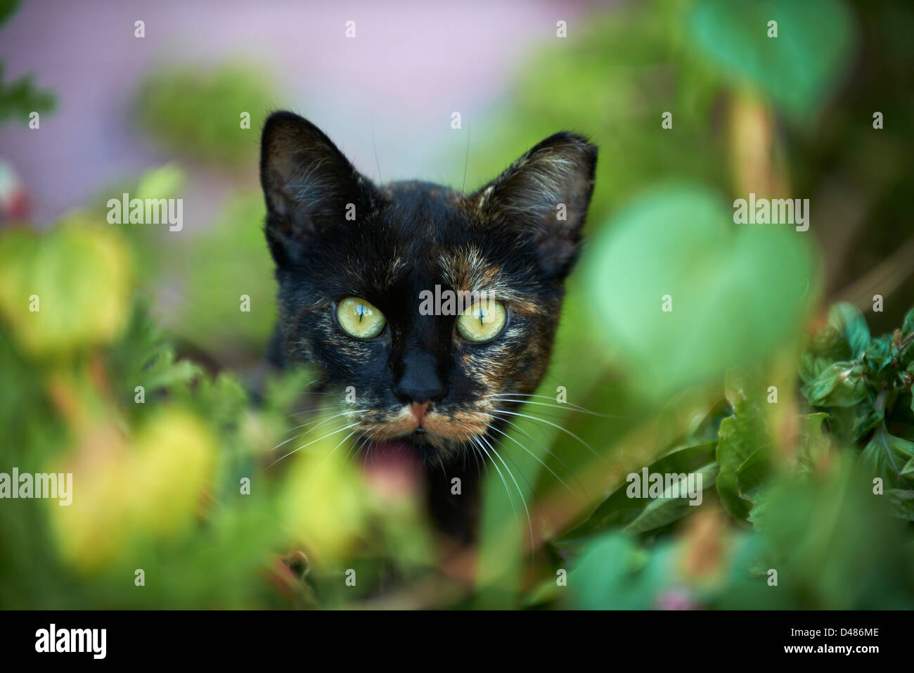 Griechenland, Kykladen, Cyclades-Katze Stockfoto