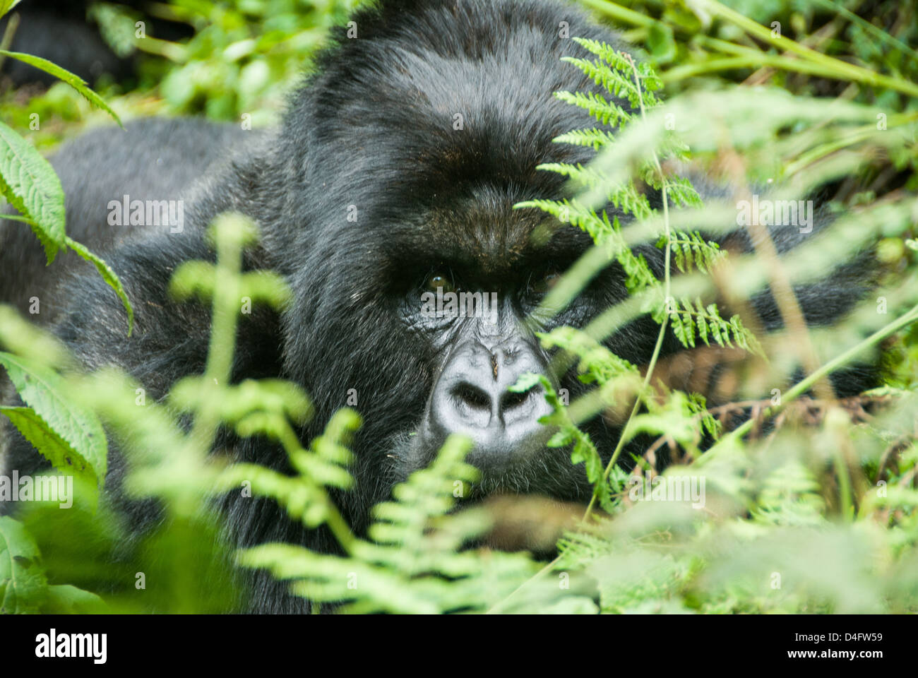 Gorilla-Gesicht Stockfoto