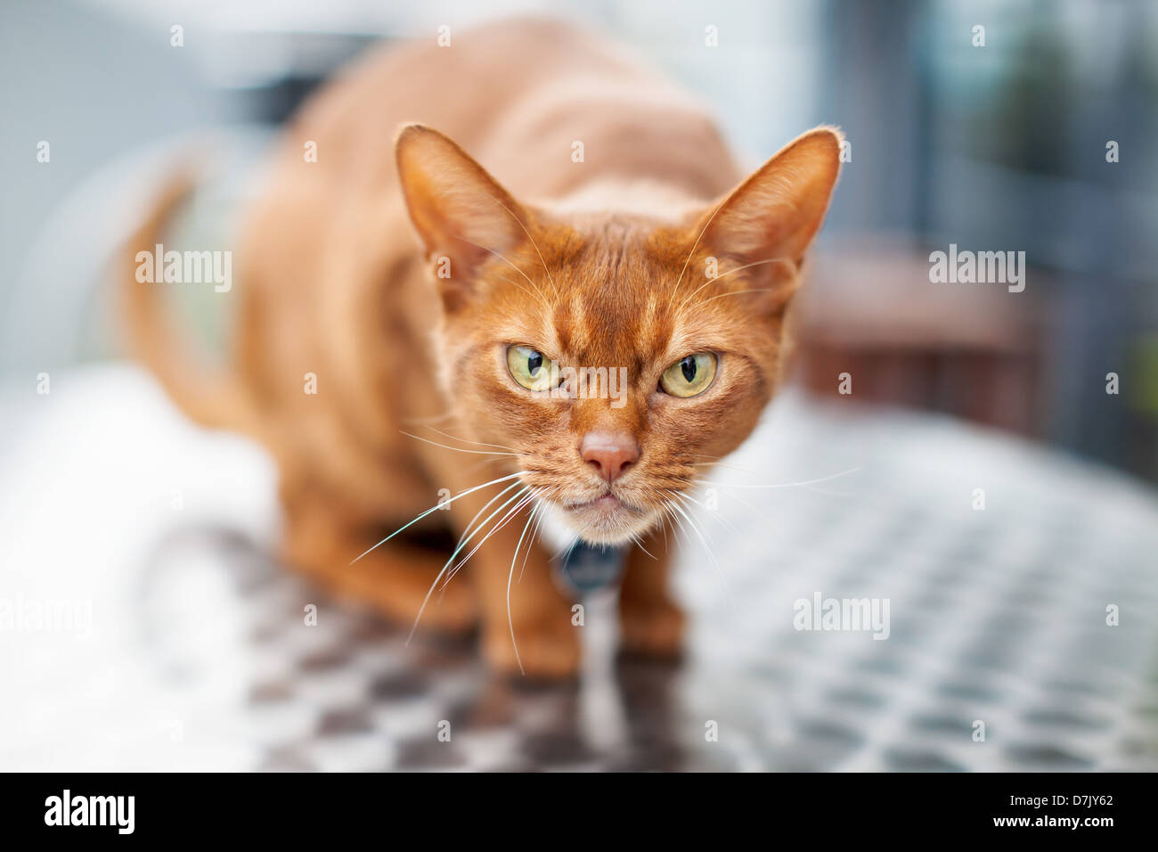 Geduckte roten Abessinier Katze auf Tisch mit wütenden Ausdruck Stockfoto