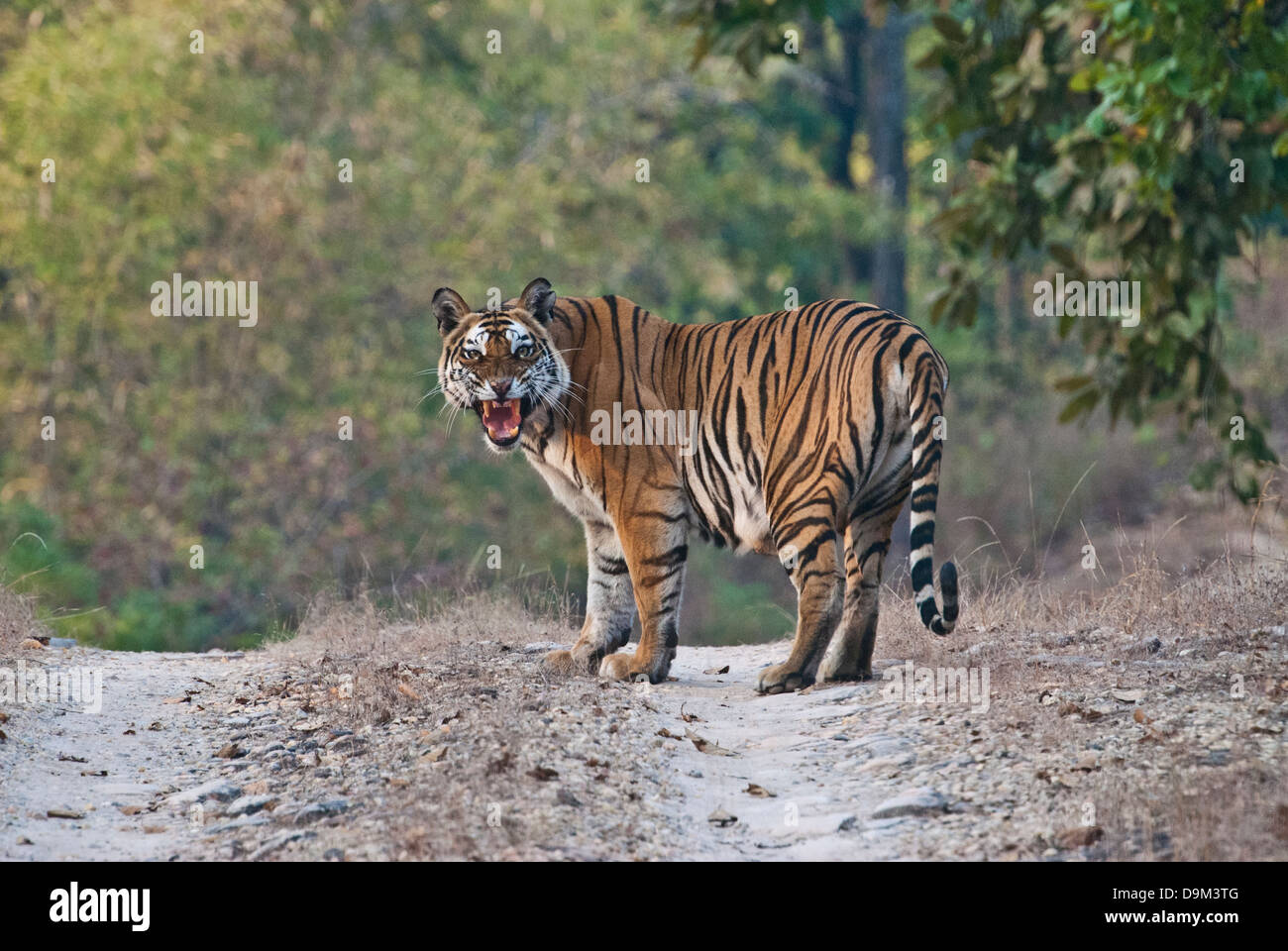 Bengal Tiger knurrend auf Straße in Bandhavgarh National Park, Indien Stockfoto