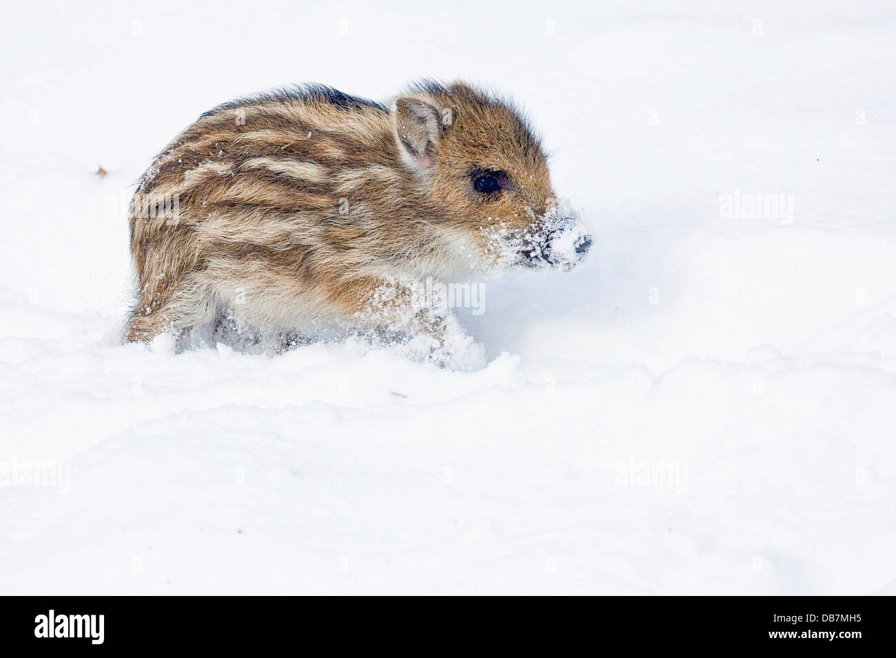 Wildschwein (Sus Scrofa), Ferkel im Schnee Stockfoto