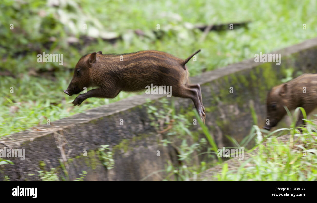 Ferkel, bärtigen Sus Barbatus, Bako Nationalpark, Sarawak, Malaysia Stockfoto