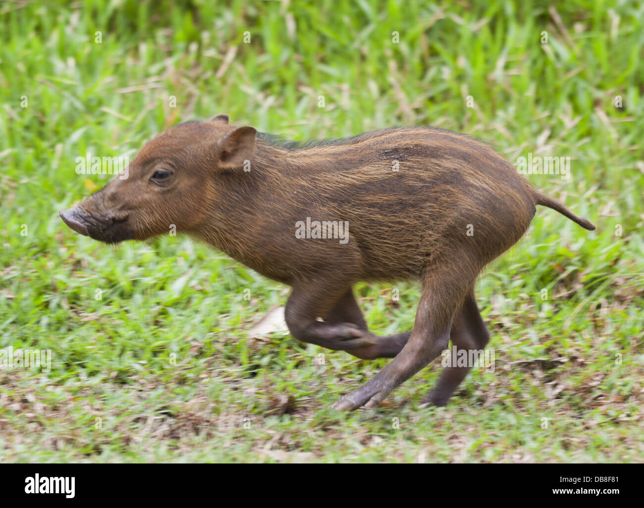 Ferkel, bärtigen Sus Barbatus, Bako Nationalpark, Sarawak, Malaysia Stockfoto