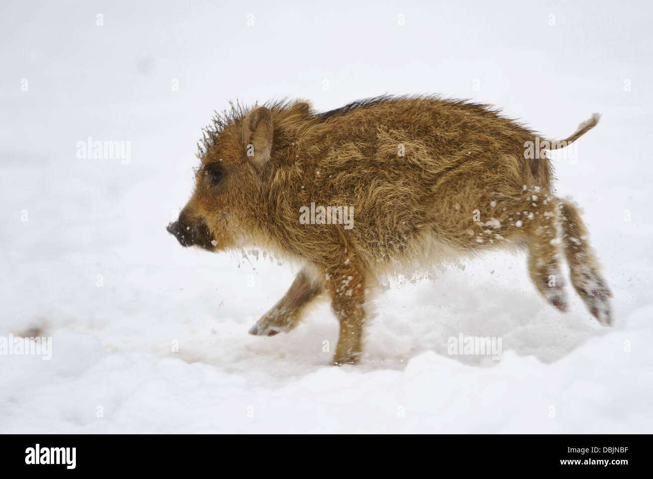 Auf der Flucht Rookie im Winter, Sus Scrofa, Niedersachsen, Deutschland, Europa Stockfoto