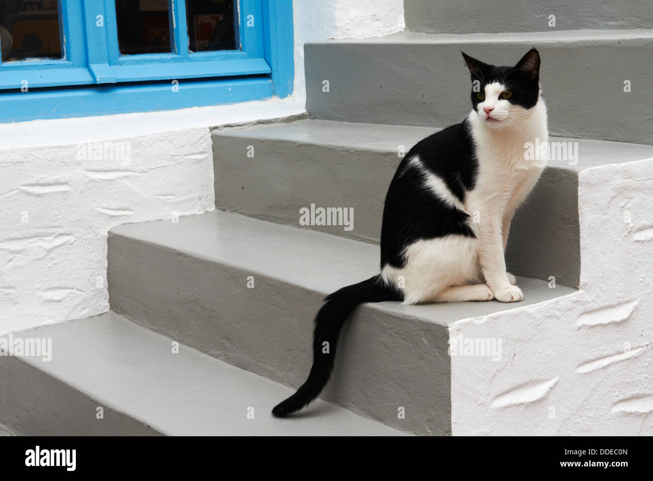 Griechenland, Kykladen, Santorini Straße Katze Stockfoto