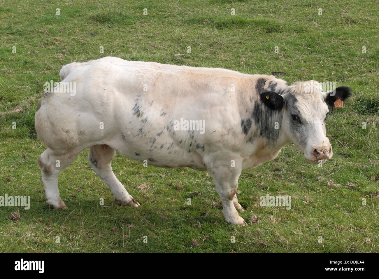 Eine eindrucksvolle Doppel-muskulösen belgische blaue Kuh in einem Feld in Belgien. Stockfoto