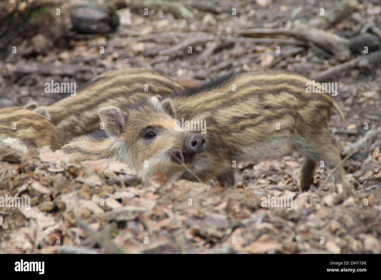 Ein Ferkel Stockfoto