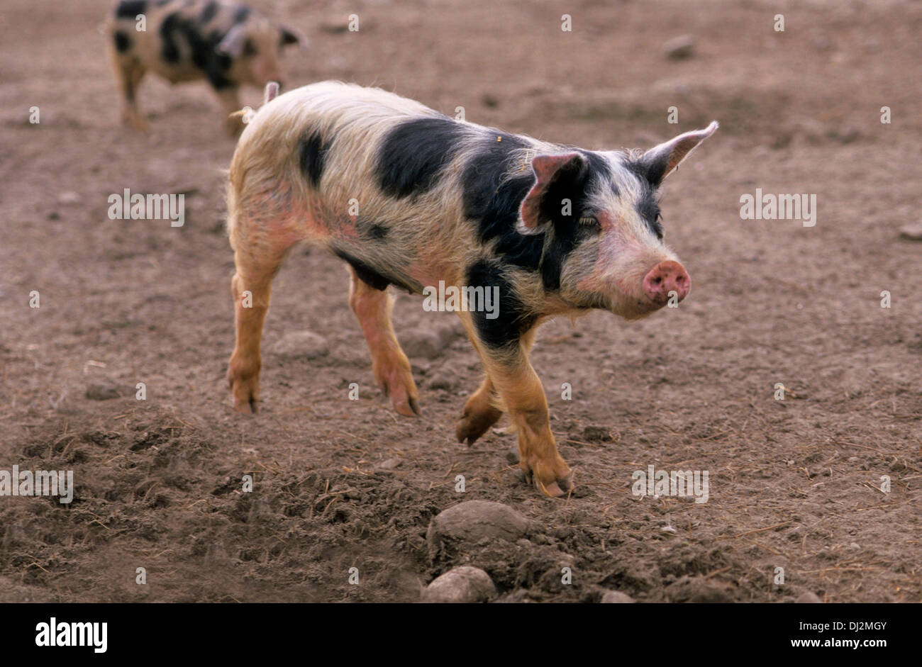 Buntes Bentheimer Schwein, Bentheimer Landschwein Stockfoto