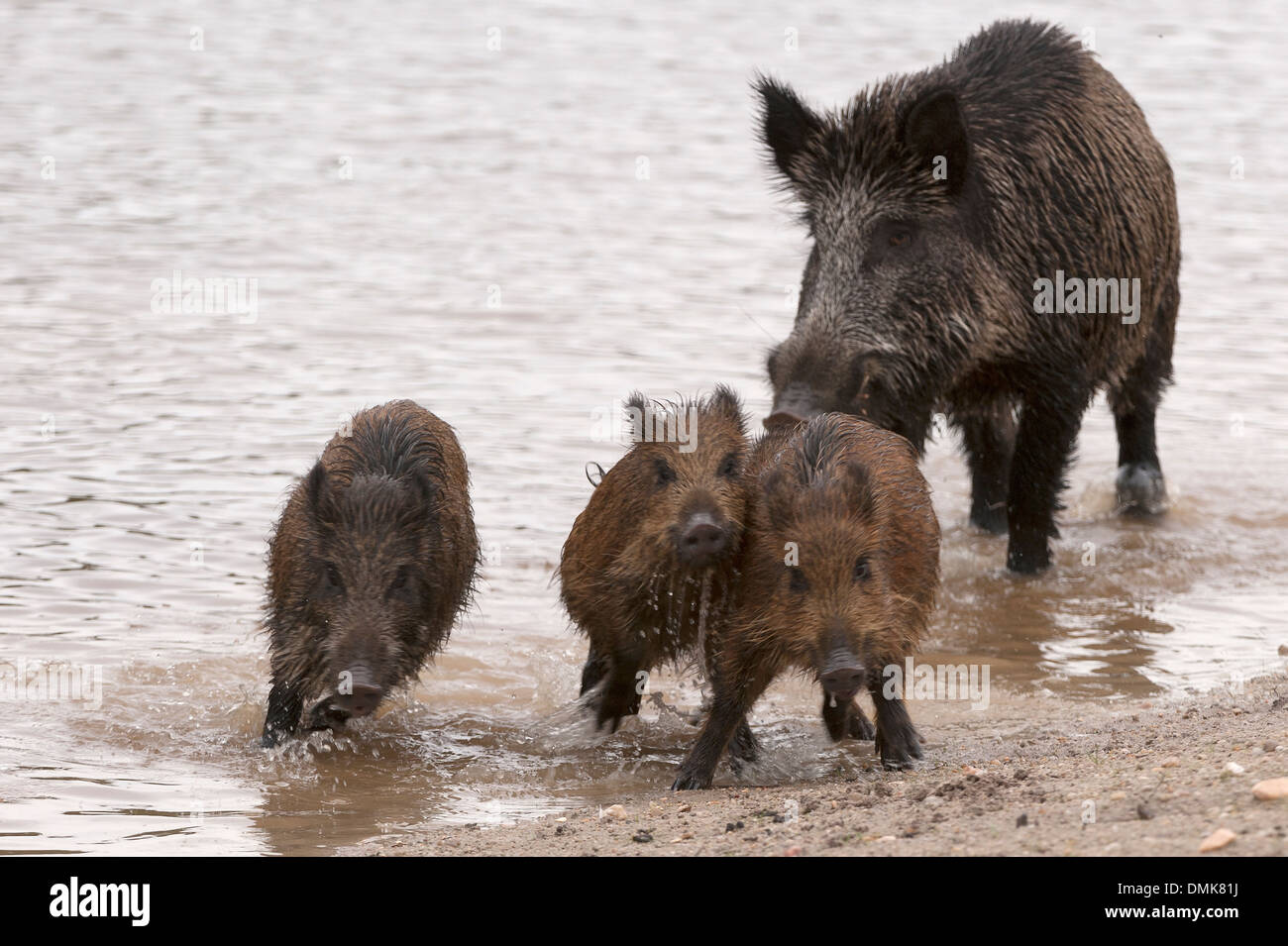 Wildschwein aus einem Teich in Charente-Maritime, Frankreich Stockfoto