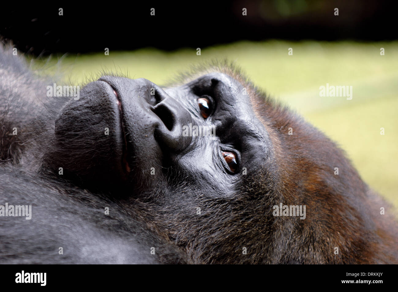 Gesicht der Gorilla ruht in den Rasen an einem warmen Sommertag. Stockfoto