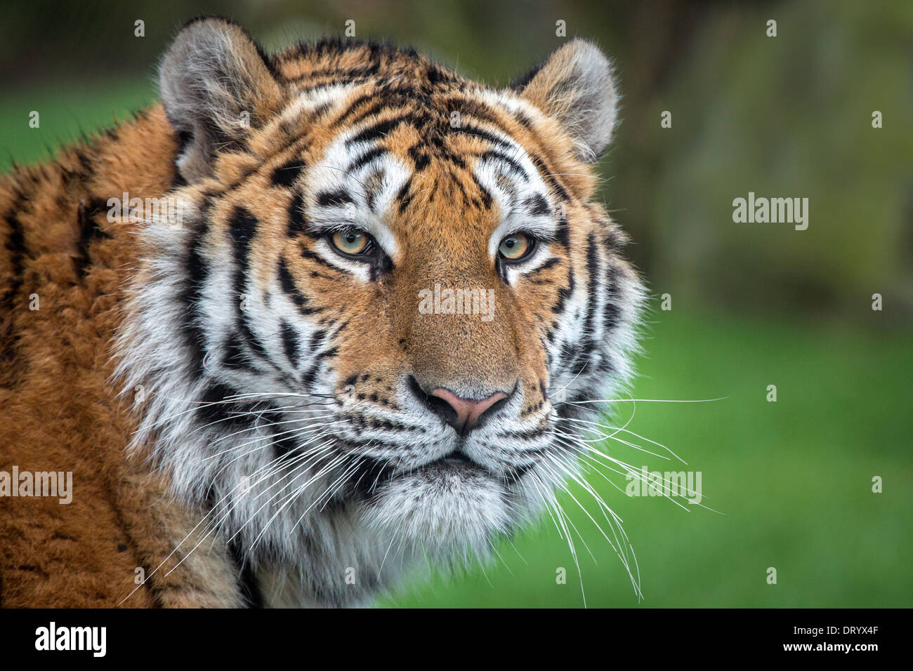 Amur-Tiger Stockfoto