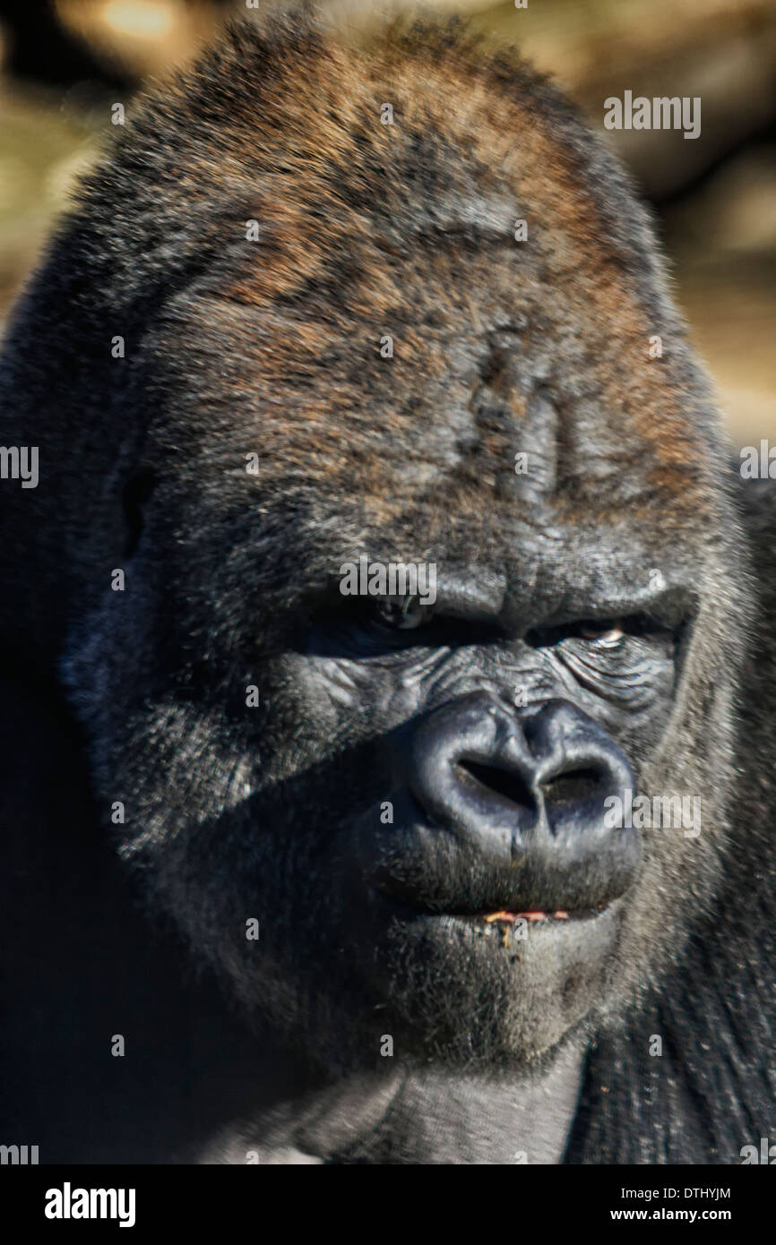 Silverback Gorilla Gesicht Porträt Stockfoto