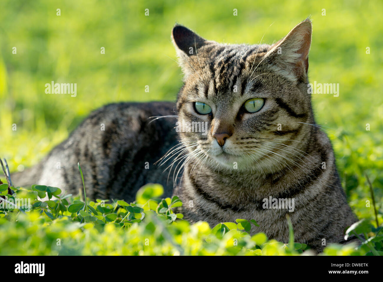 Tabby Katze im Garten Stockfoto