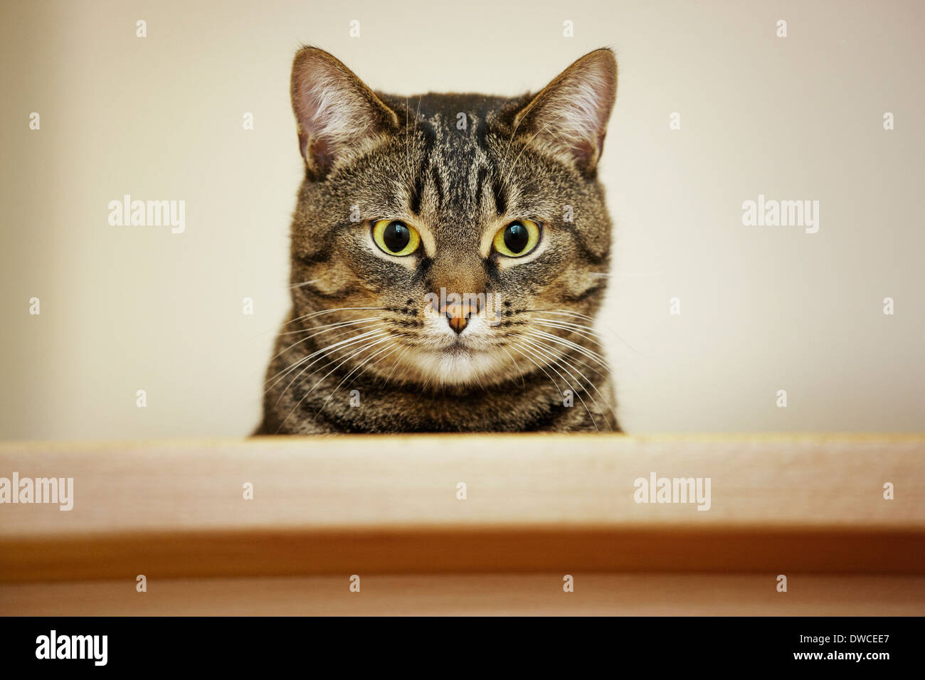 Porträt der Hauskatze mit Makrele Tabby-Zeichnung hautnah Stockfoto