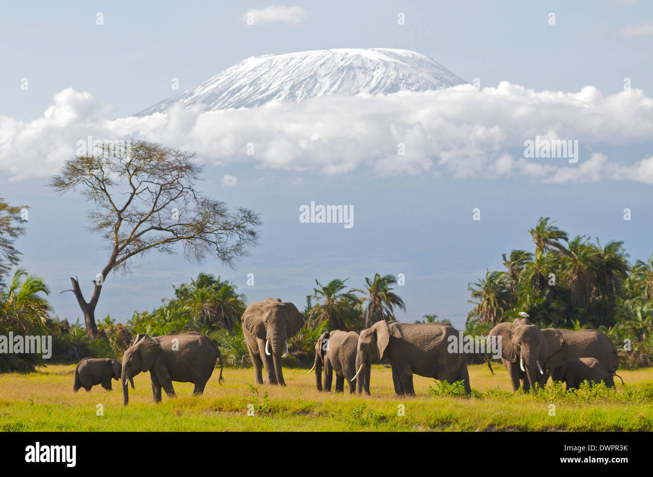 Stier Elefant (Loxodonta africana) in musth bewegt sich in kleine Herde mit schneebedeckten Kilimanjaro im Hintergrund. Amboseli Kenia Stockfoto