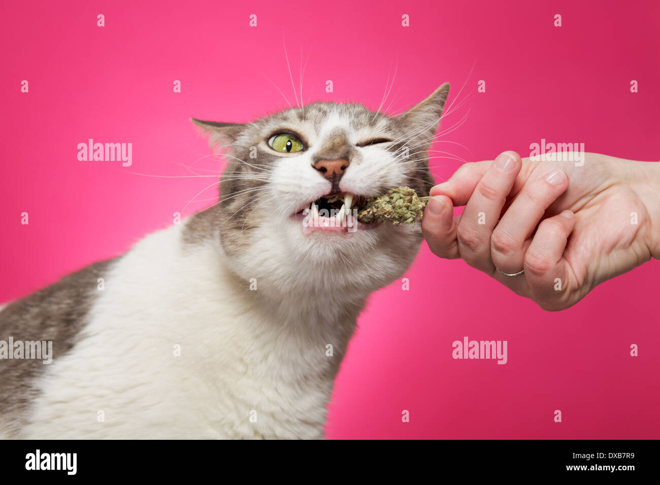 Katze-ziehende frische Katzenminze aus die Hand ihres Besitzers. Stockfoto