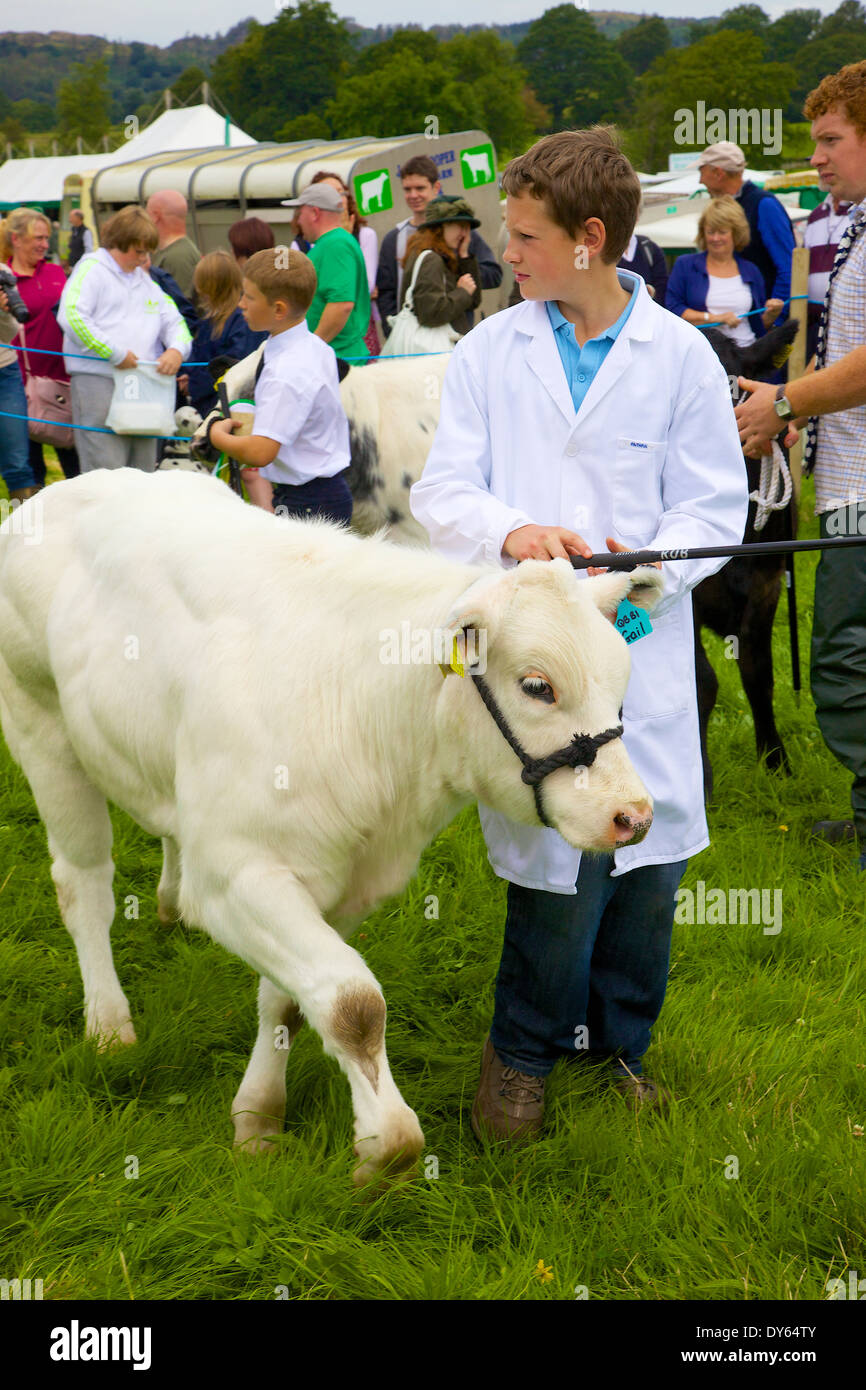 Jungen zeigen Belgian Blue Kalb in Hawkshead Show, Hawkshead, Cumbria, England, Vereinigtes Königreich Stockfoto