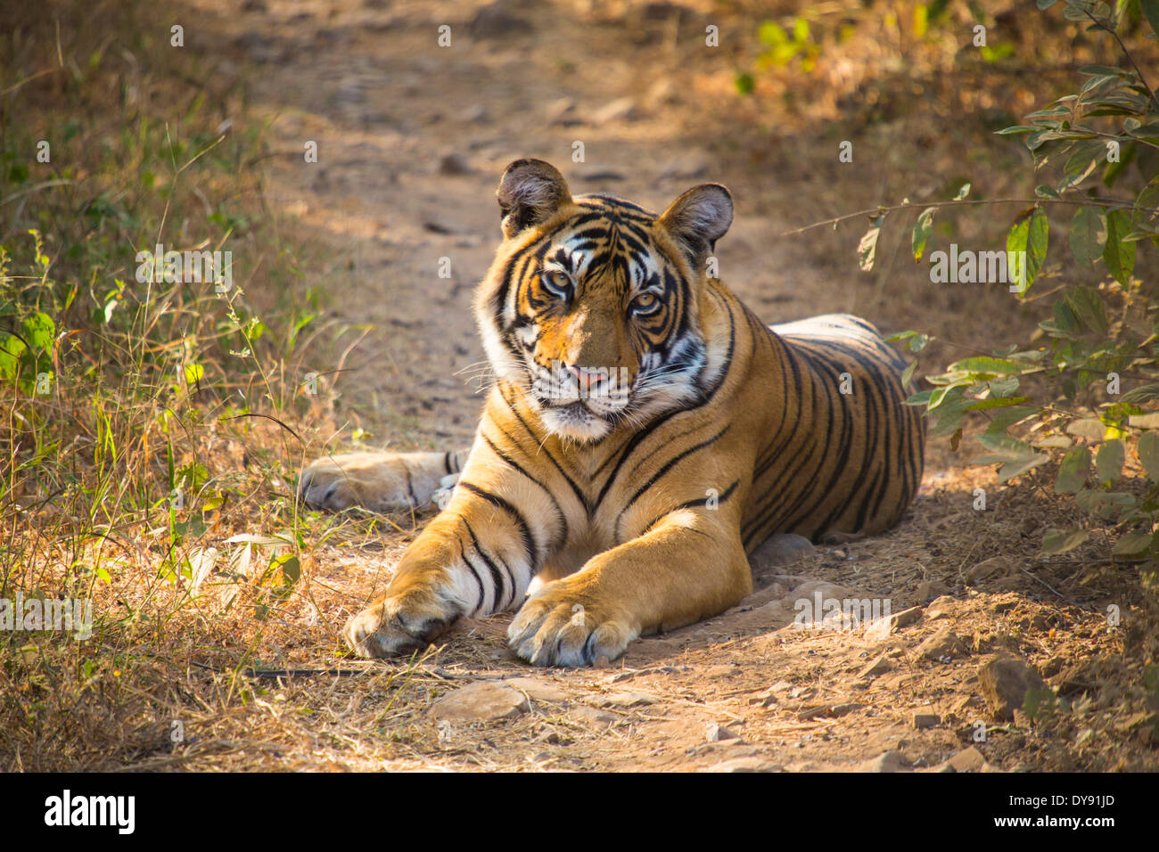 Indisch, Tiger, Ranthambore, Nationalpark, Asien, Indien, Rajasthan, Tier, Stockfoto