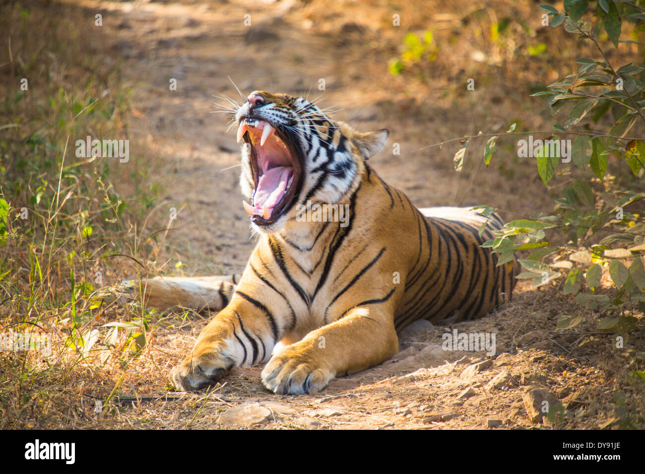 Indisch, Tiger, Ranthambore, Nationalpark, Asien, Indien, Rajasthan, Tier, Stockfoto