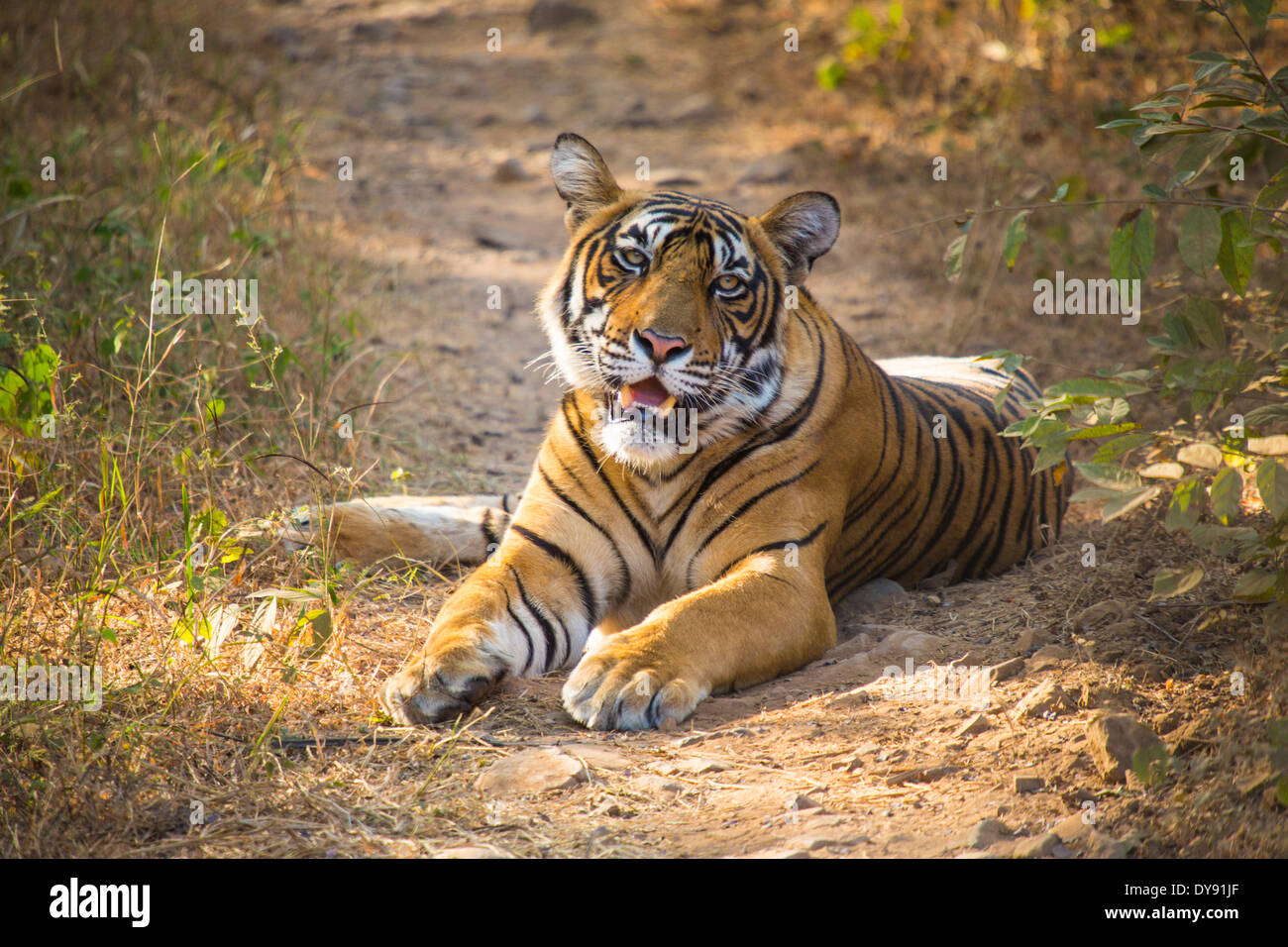 Indisch, Tiger, Ranthambore, Nationalpark, Asien, Indien, Rajasthan, Tier, Stockfoto