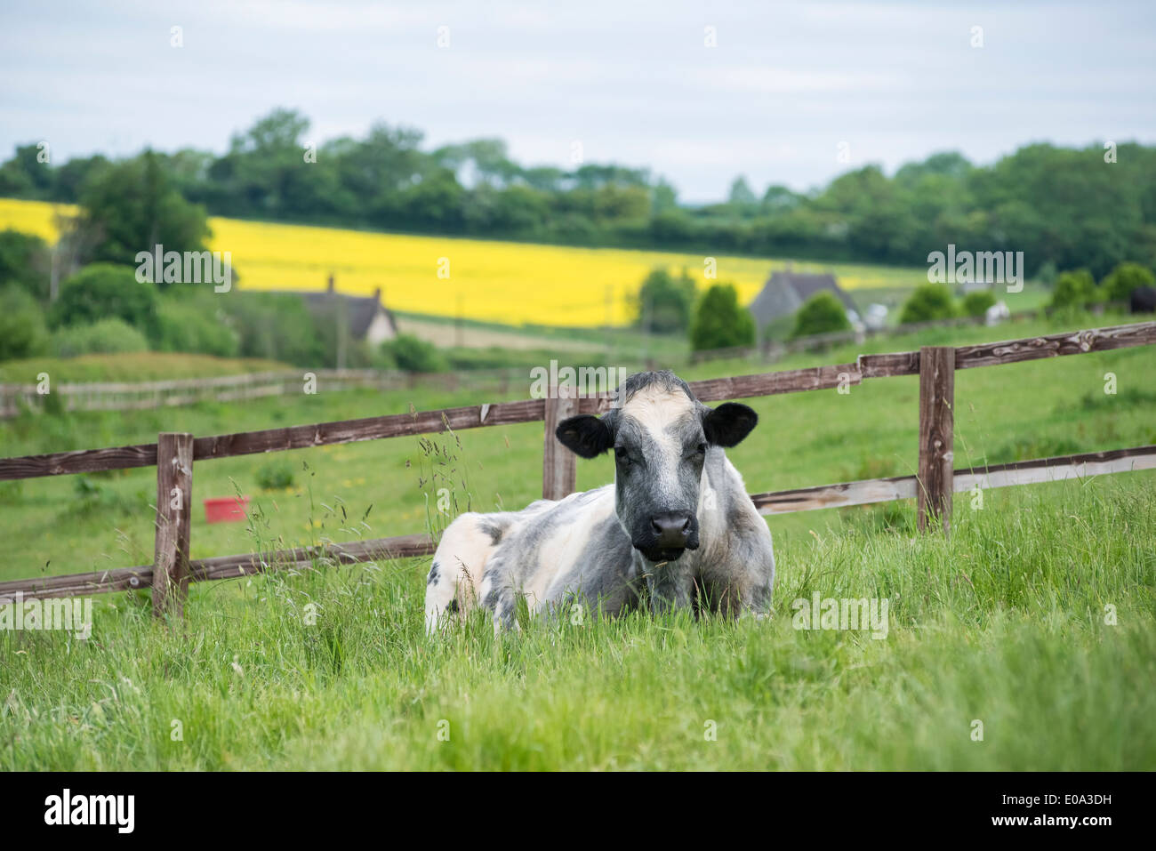 Entspannen auf dem Rasen in einem traditionellen englischen Landschaftsgartens Belgian Blue cow Stockfoto