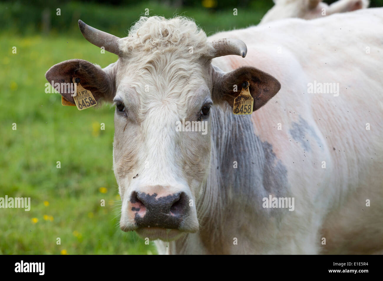 Belgische blaue Kuh hautnah Stockfoto