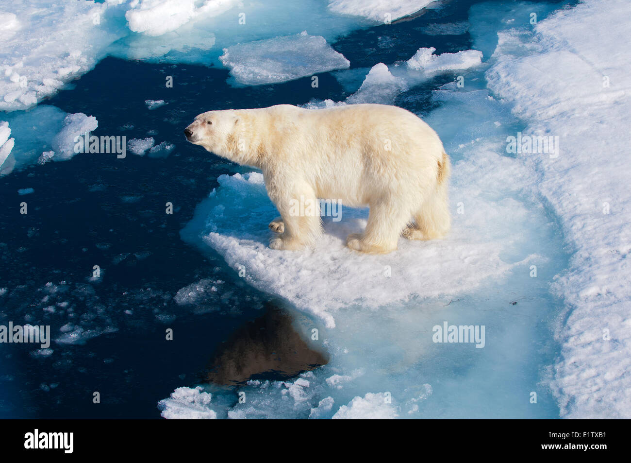 Eisbär (Ursus Maritimus) auf Packeis, Svalbard-Archipel, norwegischen Arktis Stockfoto