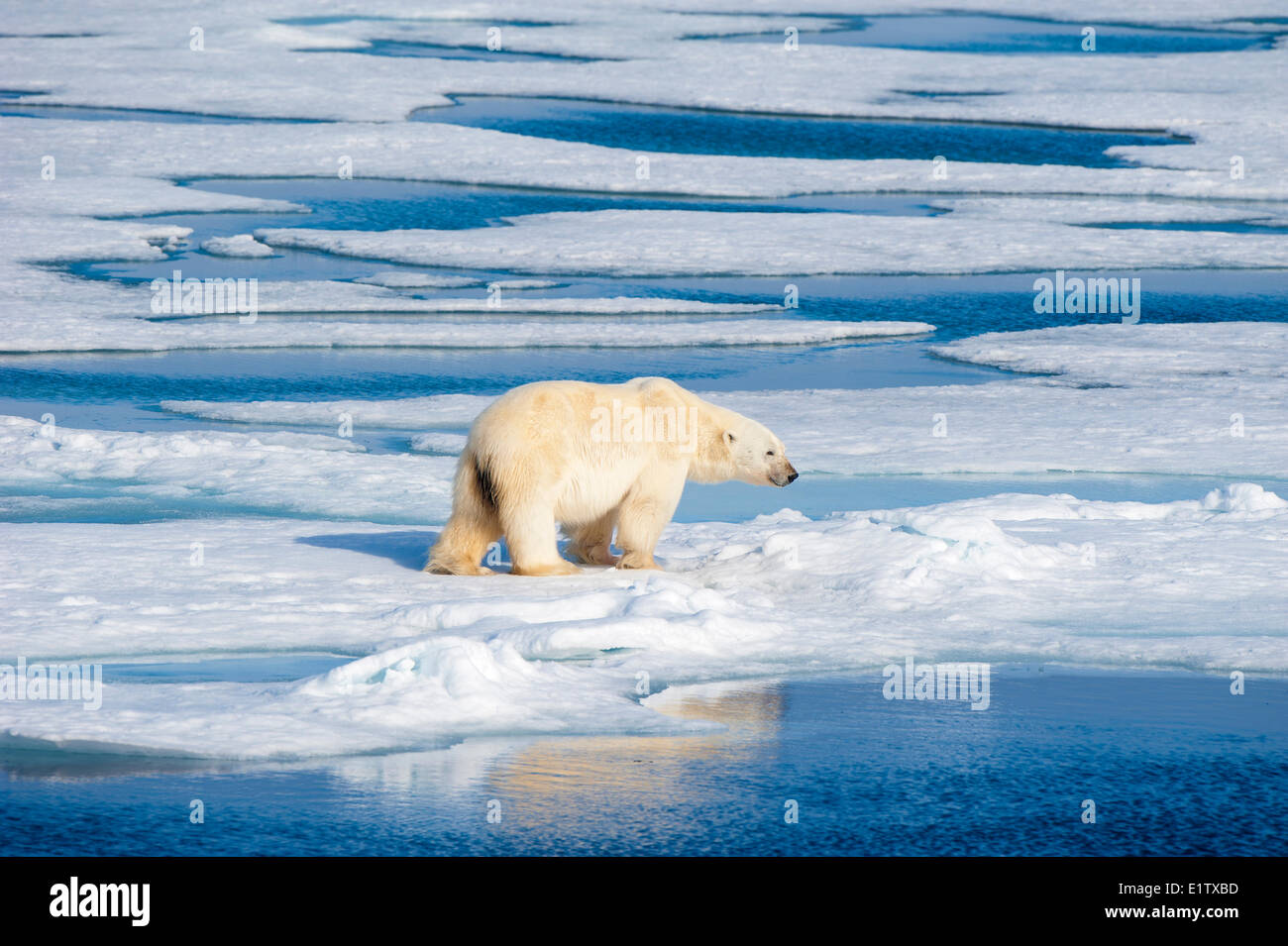 Eisbär (Ursus Maritimus) auf Packeis, Svalbard-Archipel, norwegischen Arktis Stockfoto