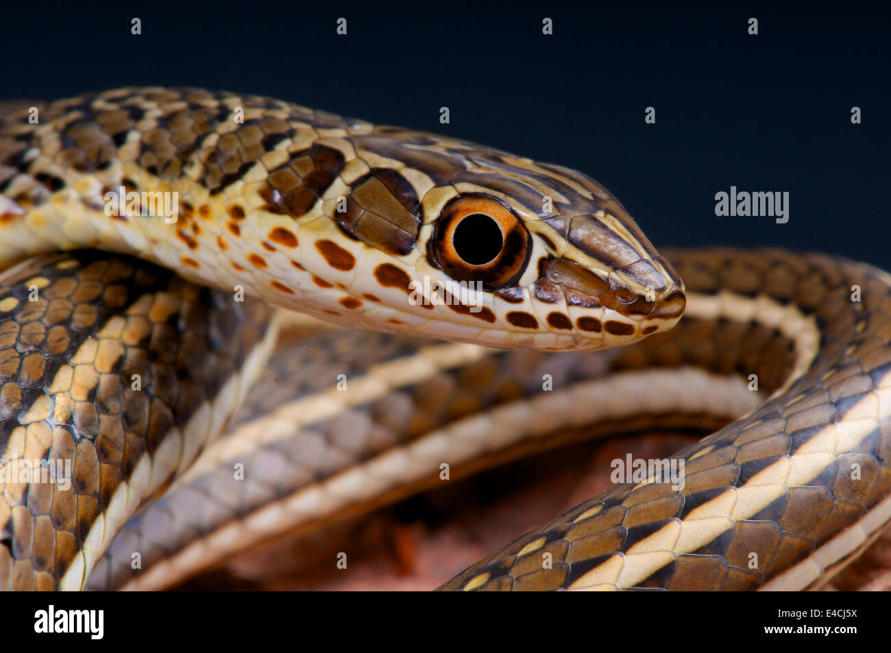 Zischende Sand Schlange / Psammophis Sibilans Stockfoto