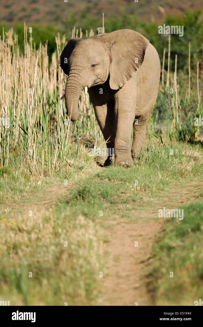 Elefant Stockfoto