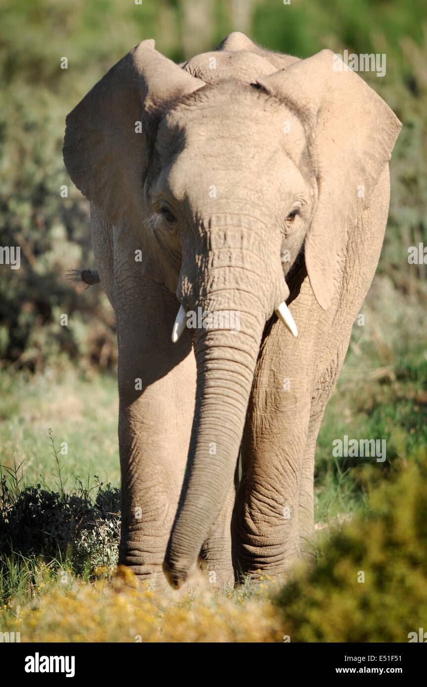 Elefant Stockfoto