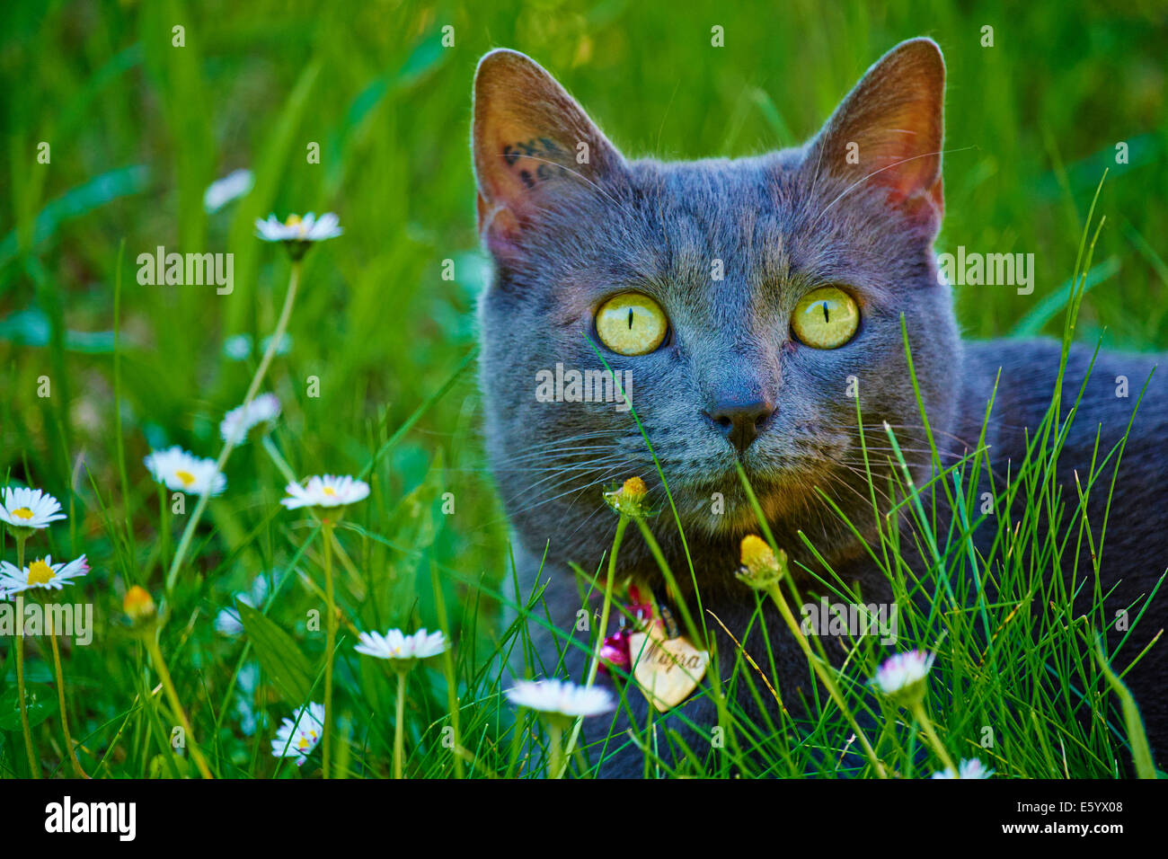 Frankreich, Dordogne, Mujra, die Hauskatze Stockfoto