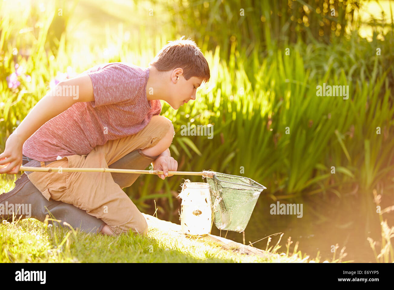 Jungen Fischen im Teich mit Netz und Glas Stockfoto