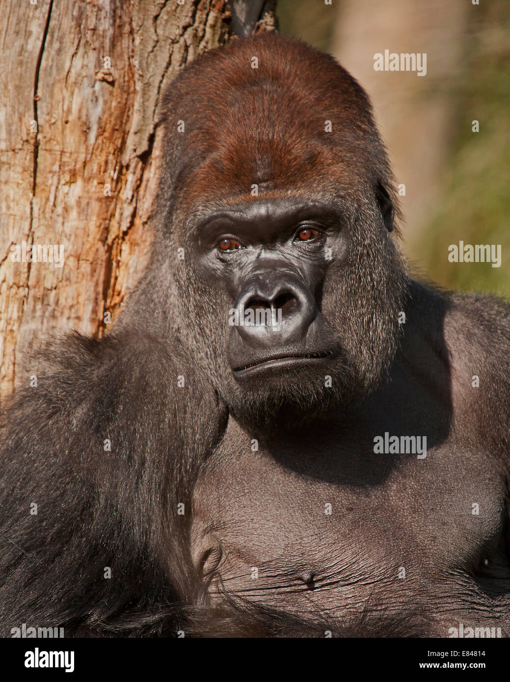 Suche traurige Gorilla Stockfoto