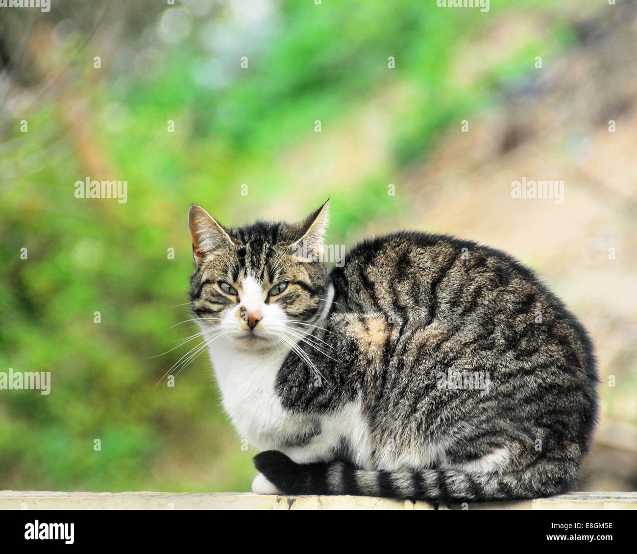 Porträt von Süße Tabby Katze Stockfoto