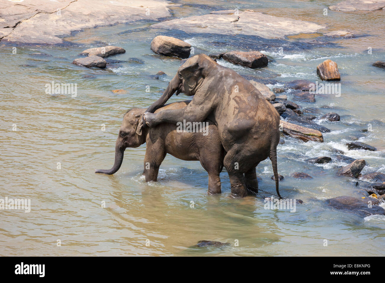 Asiatische Elefanten (Elephas Maximus) aus der Pinnawala Elephant Orphanage Verpaarung im Fluss Maha Oya, Pinnawala, Sri Lanka Stockfoto