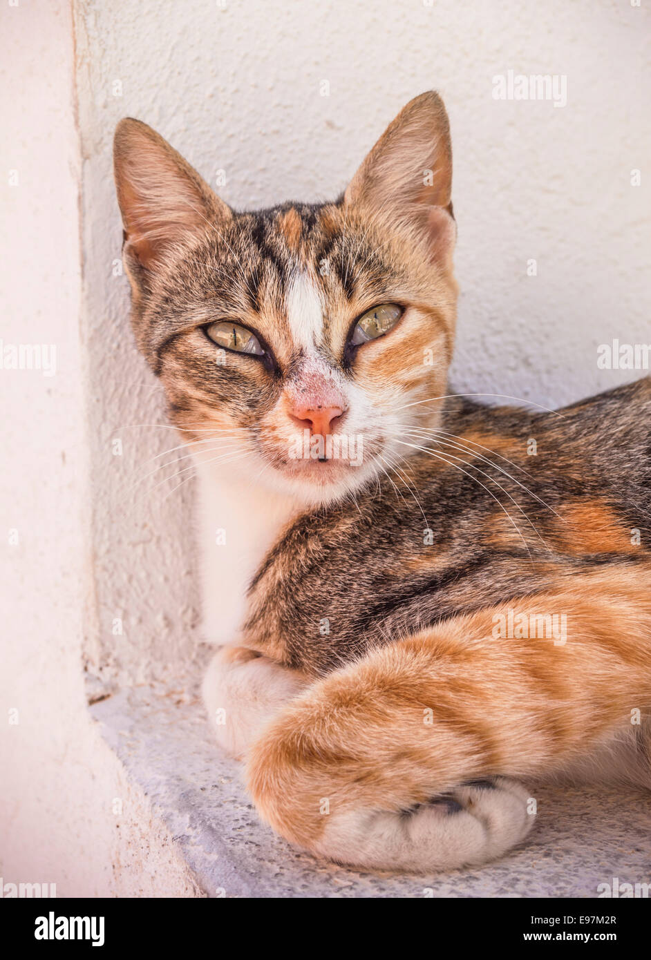 Wilde Tabby Katze in Kamera, Fira, Santorini, Thira, Cyclades, Ägäis, Griechenland, EU, Europa Inseln Stockfoto