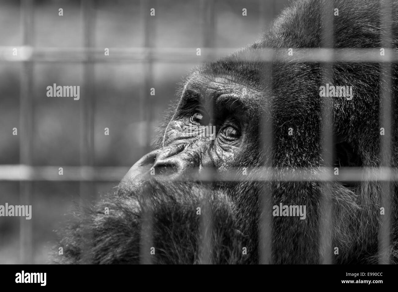 Ein schwarz-weiß Bild von einem Gorilla Gesicht mit einem traurigen Blick. Stockfoto