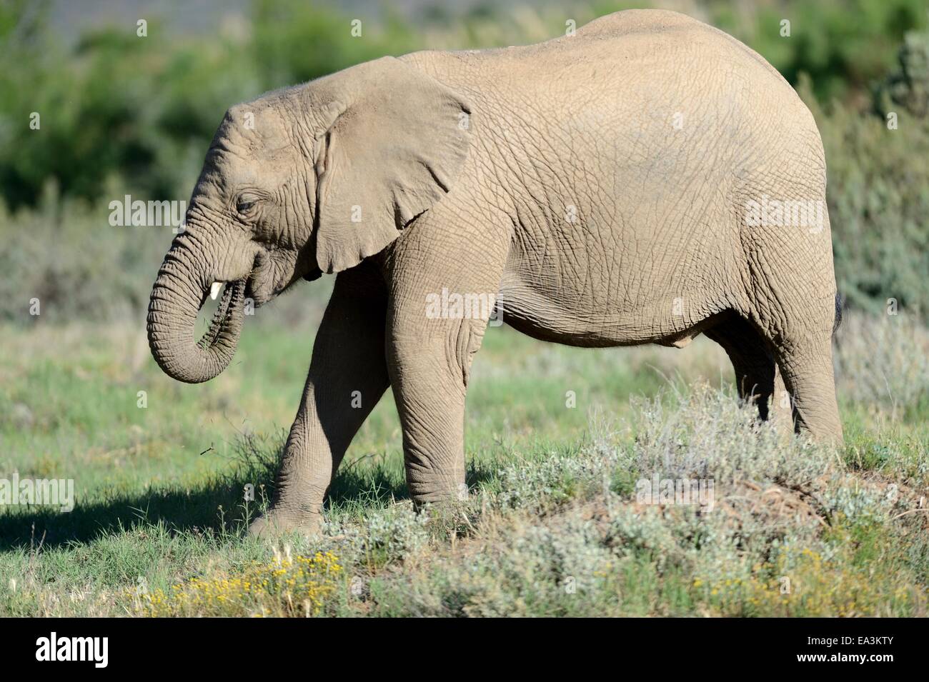 Ein Schuss von einem Elefanten auf der safari Stockfoto