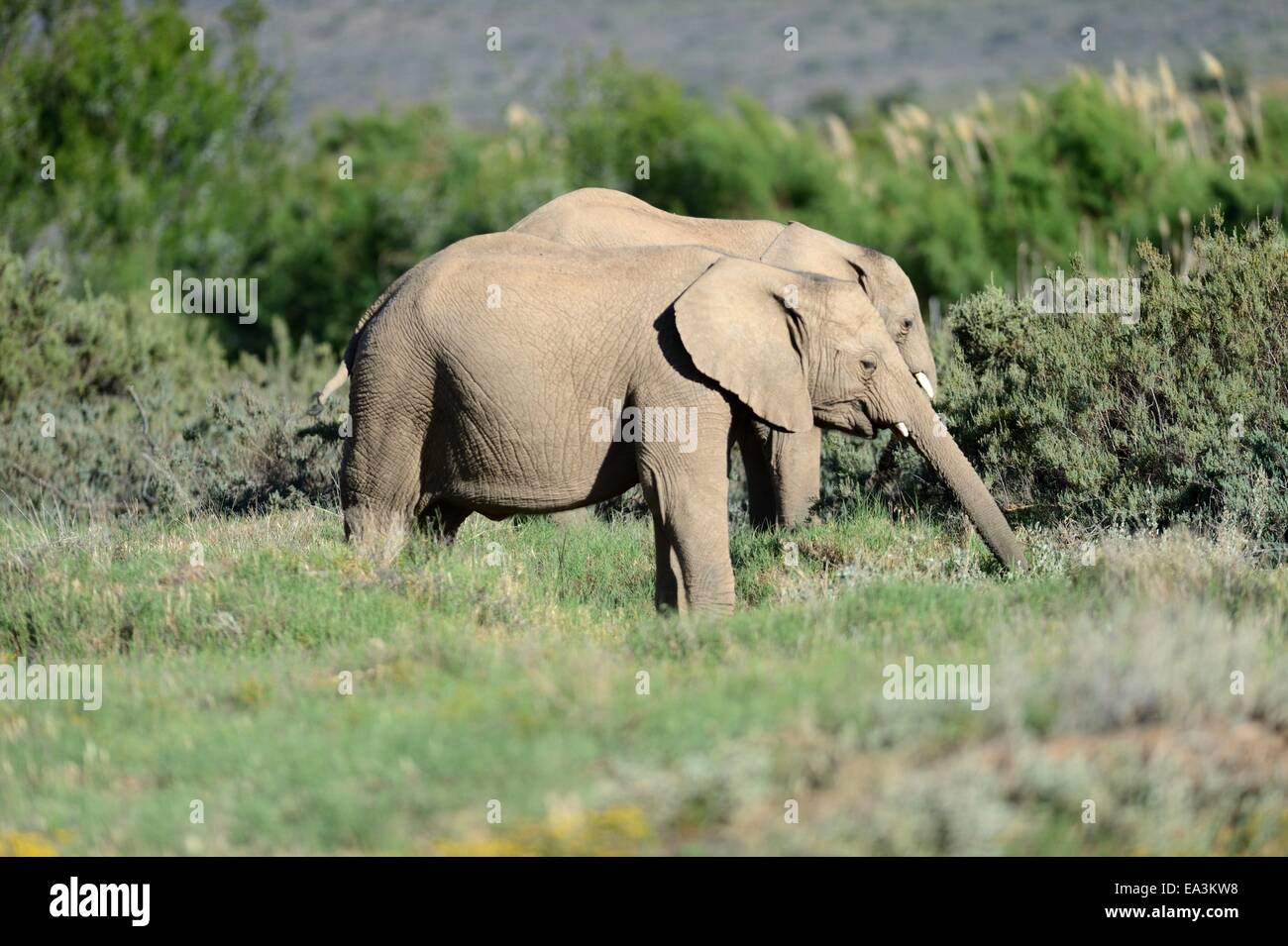 Ein Schuss von einem Elefanten auf der safari Stockfoto